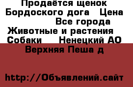 Продаётся щенок Бордоского дога › Цена ­ 37 000 - Все города Животные и растения » Собаки   . Ненецкий АО,Верхняя Пеша д.